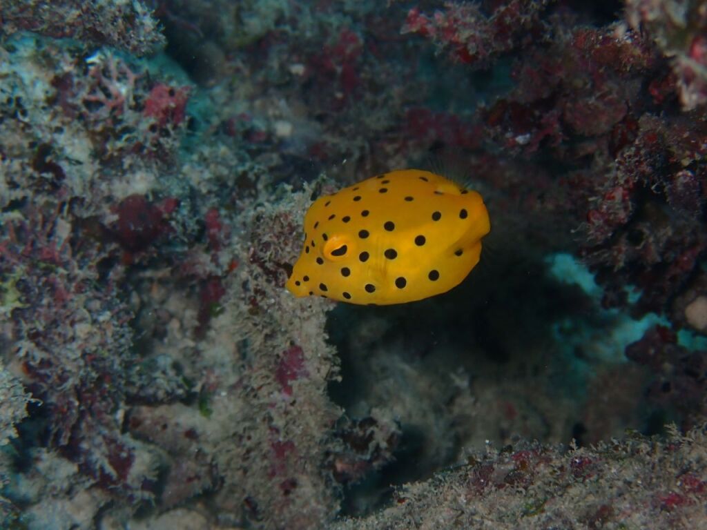 ミナミハコフグ