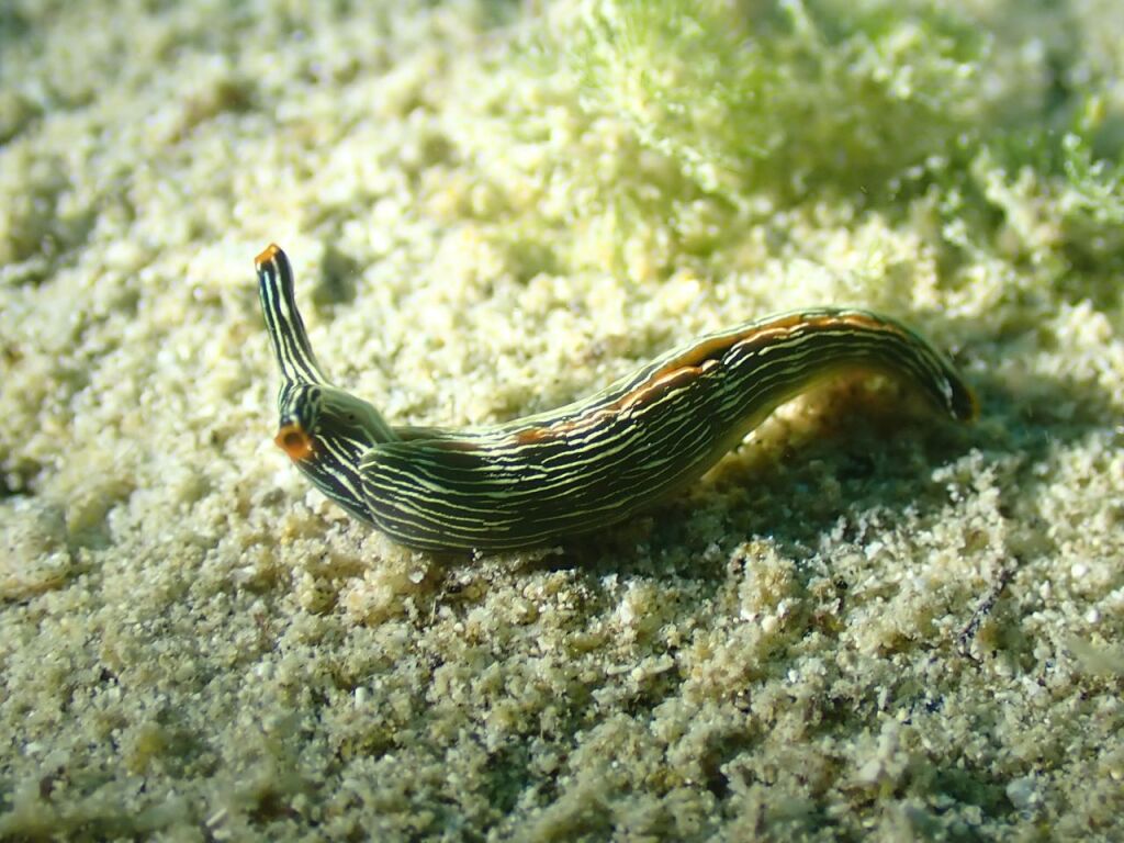 タスジミドリガイ