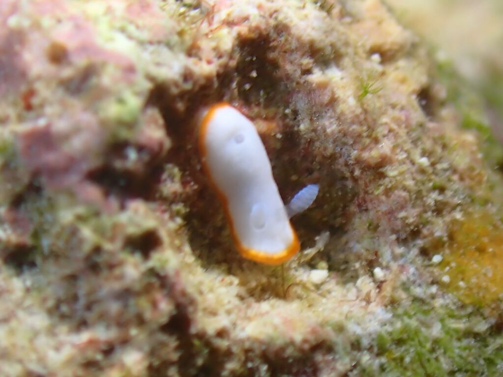 ボンボリイロウミウシ