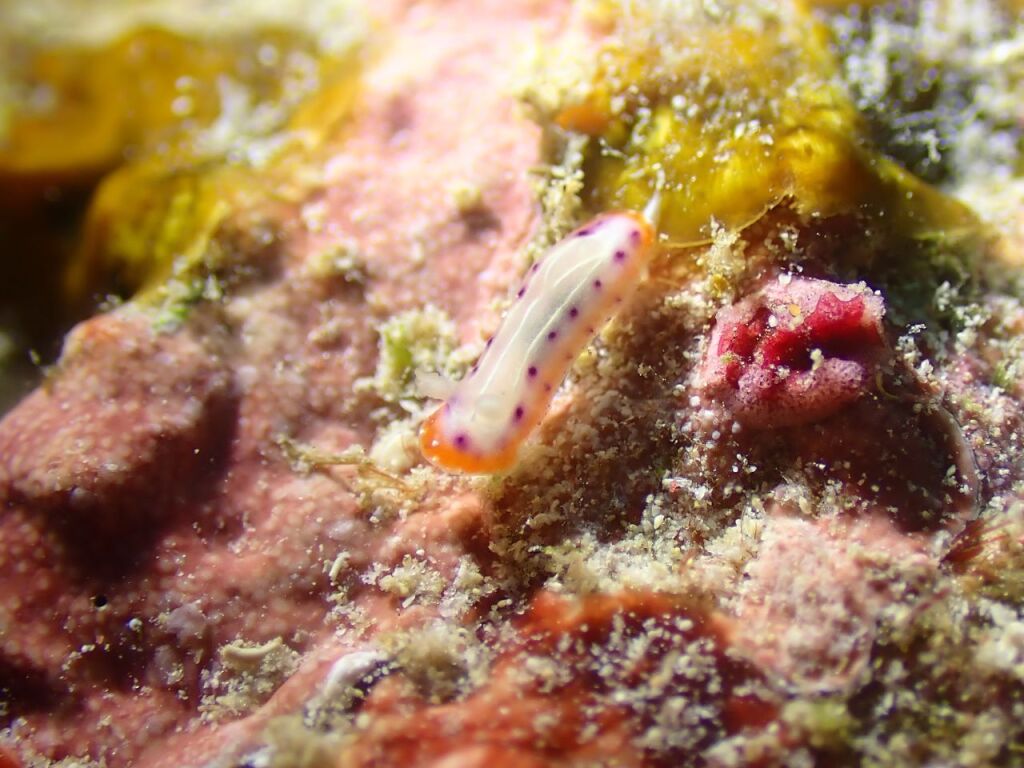 セトイロウミウシ