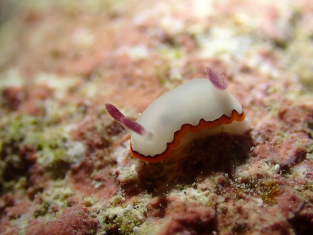 ウチナミシラヒメウミウシ