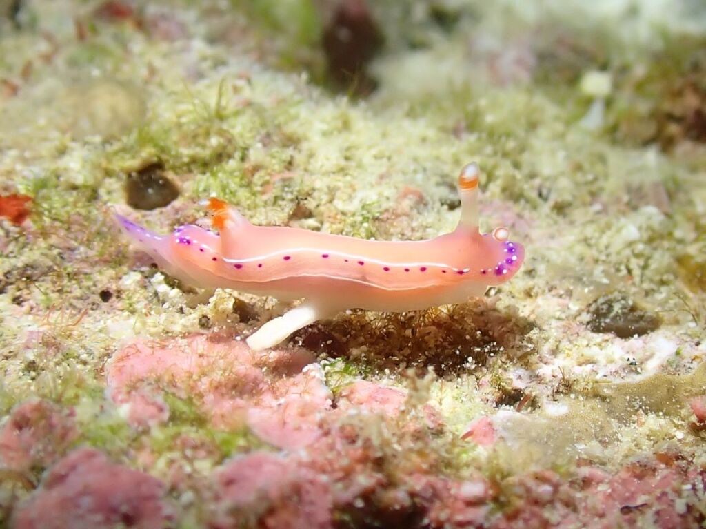 ジュッテンイロウミウシ