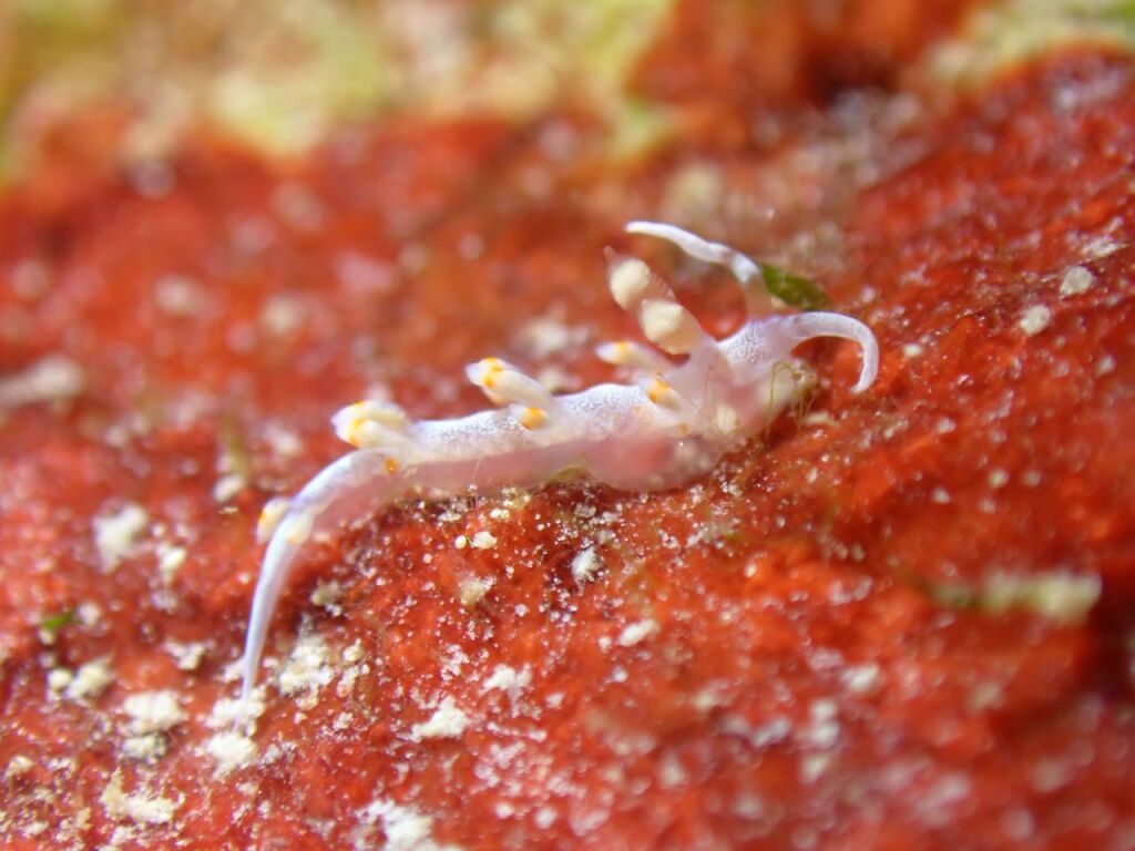 ケラマミノウミウシ