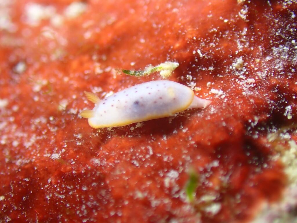 モンコウミウシ