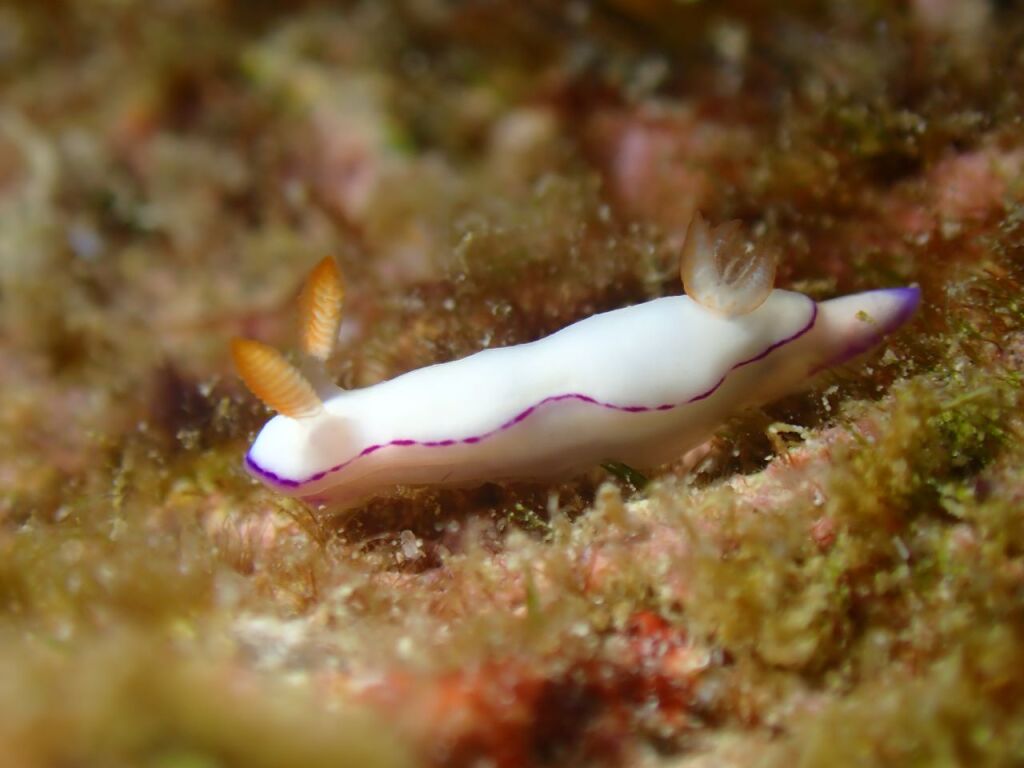 ダニエライロウミウシ