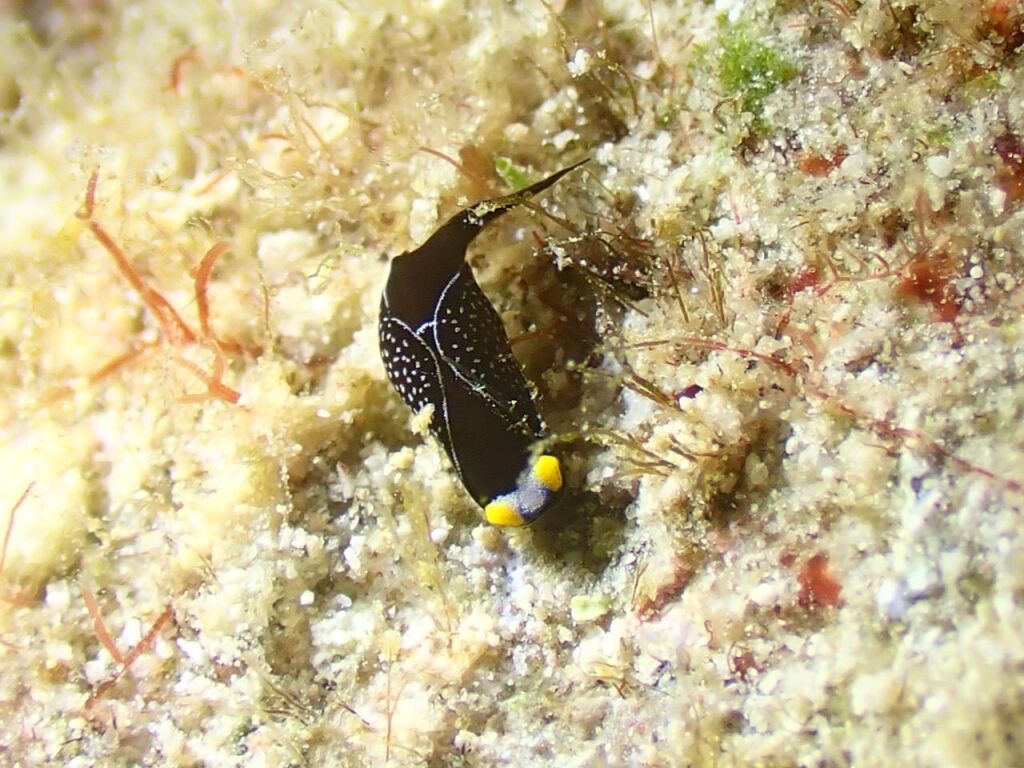 オハグロツバメガイ