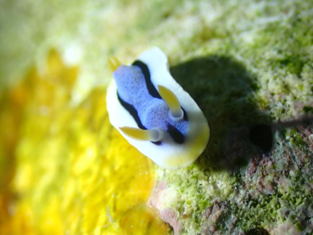 アンナウミウシ