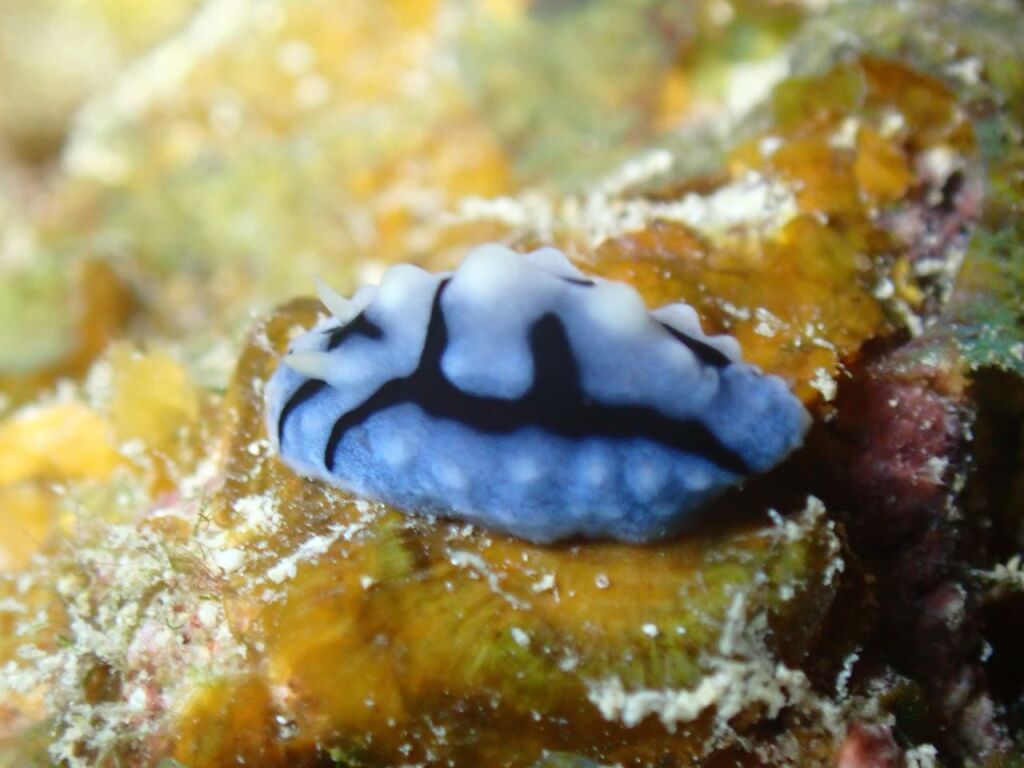 タテヒダイボウミウシ属の一種