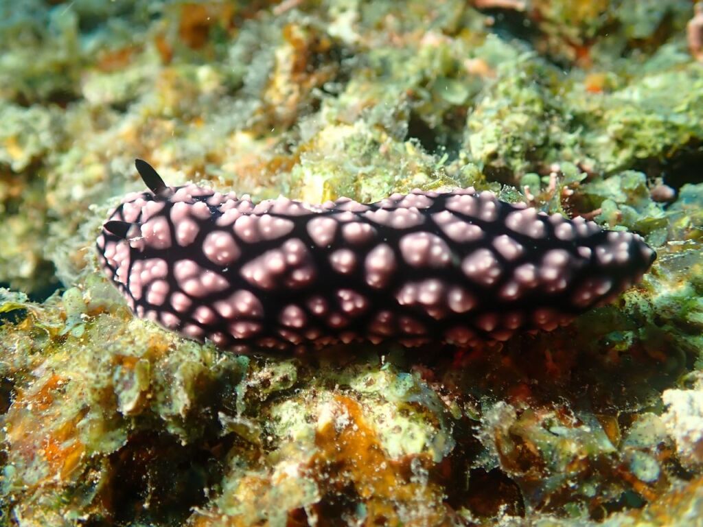 コイボウミウシ