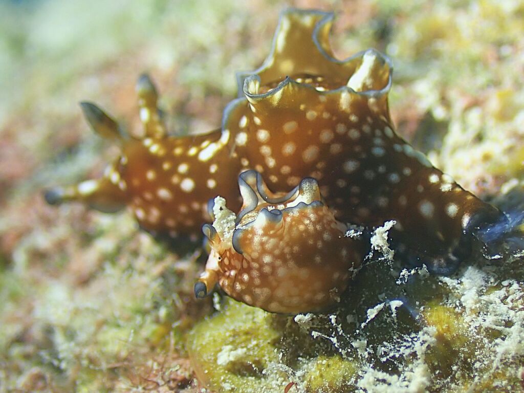 アプリシア・ニグロチンクタ