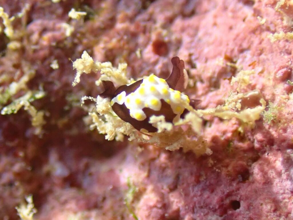 トンプソンアワツブガイ