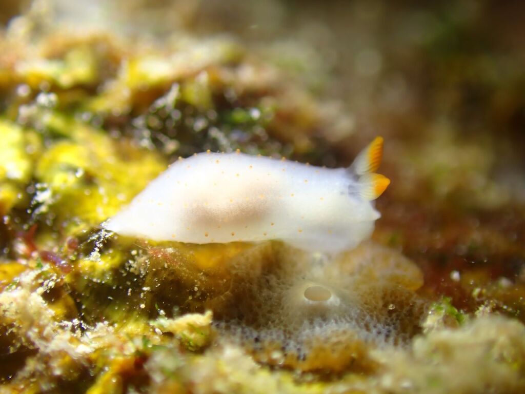 キヌハダウミウシ属の一種