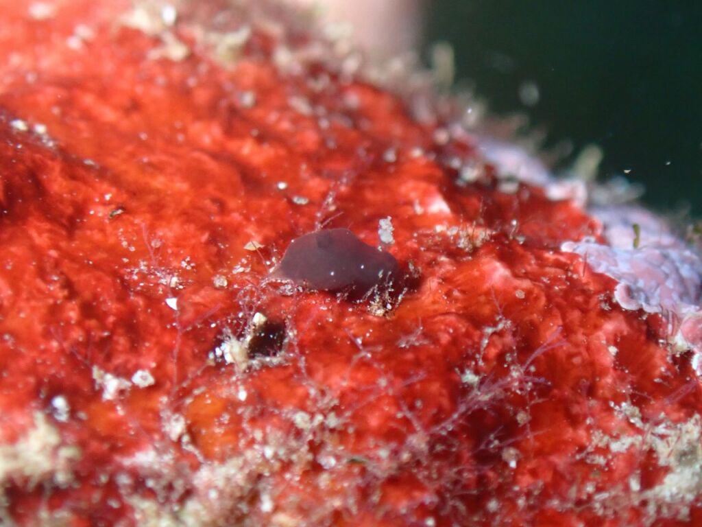 カンムリハラックサウミウシ