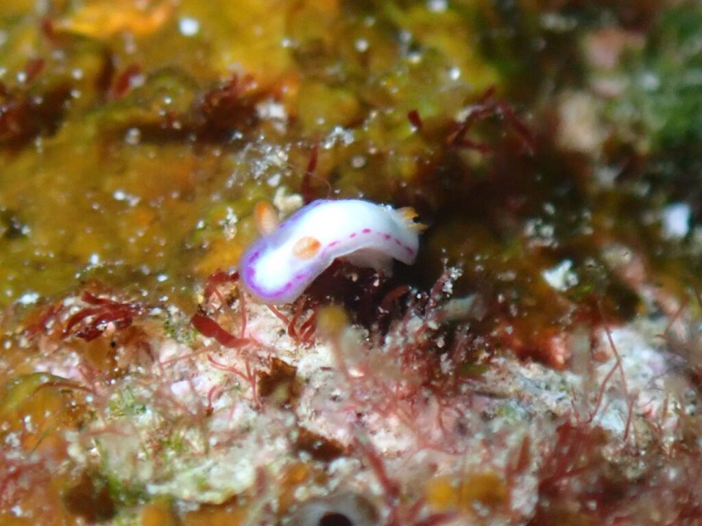 ダニエライロウミウシ