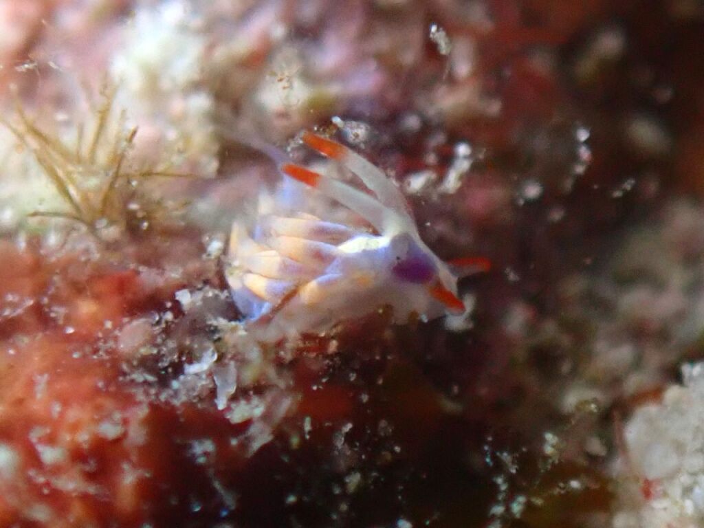 アカヒゲミノウミウシ