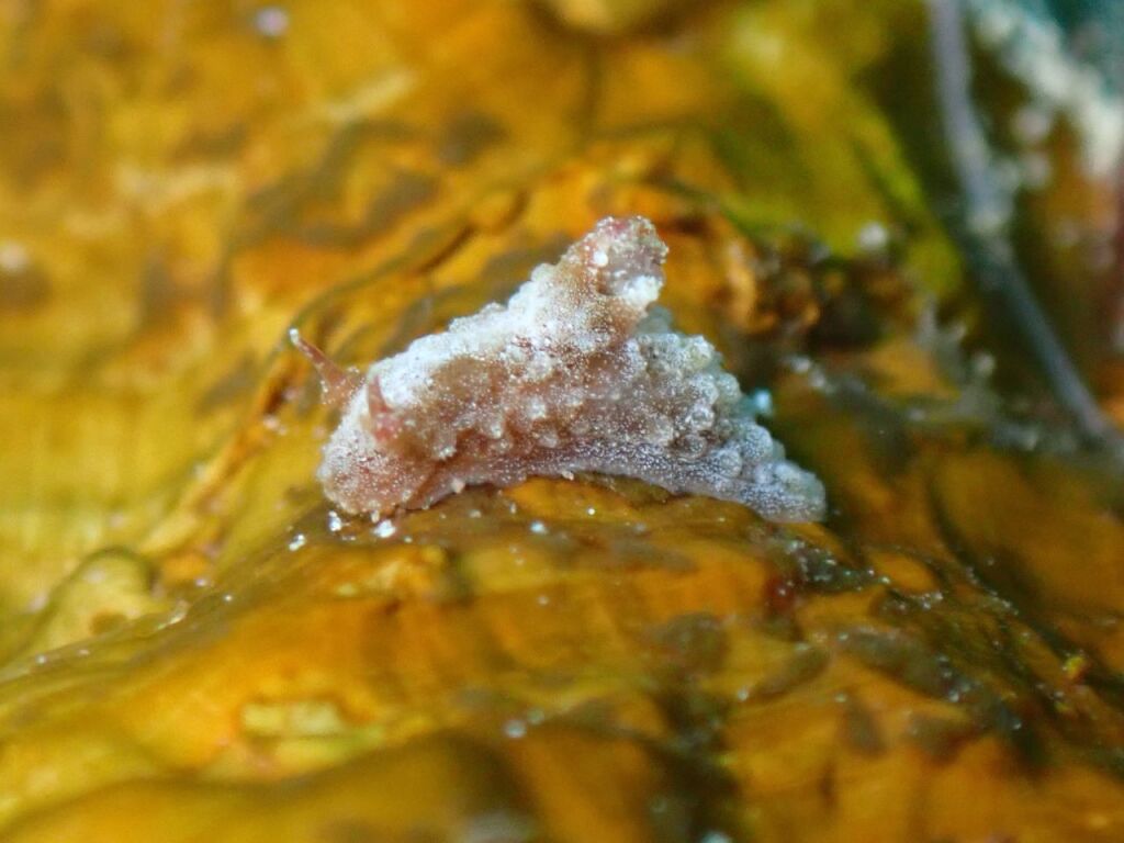 オウリンセンヒメウミウシ