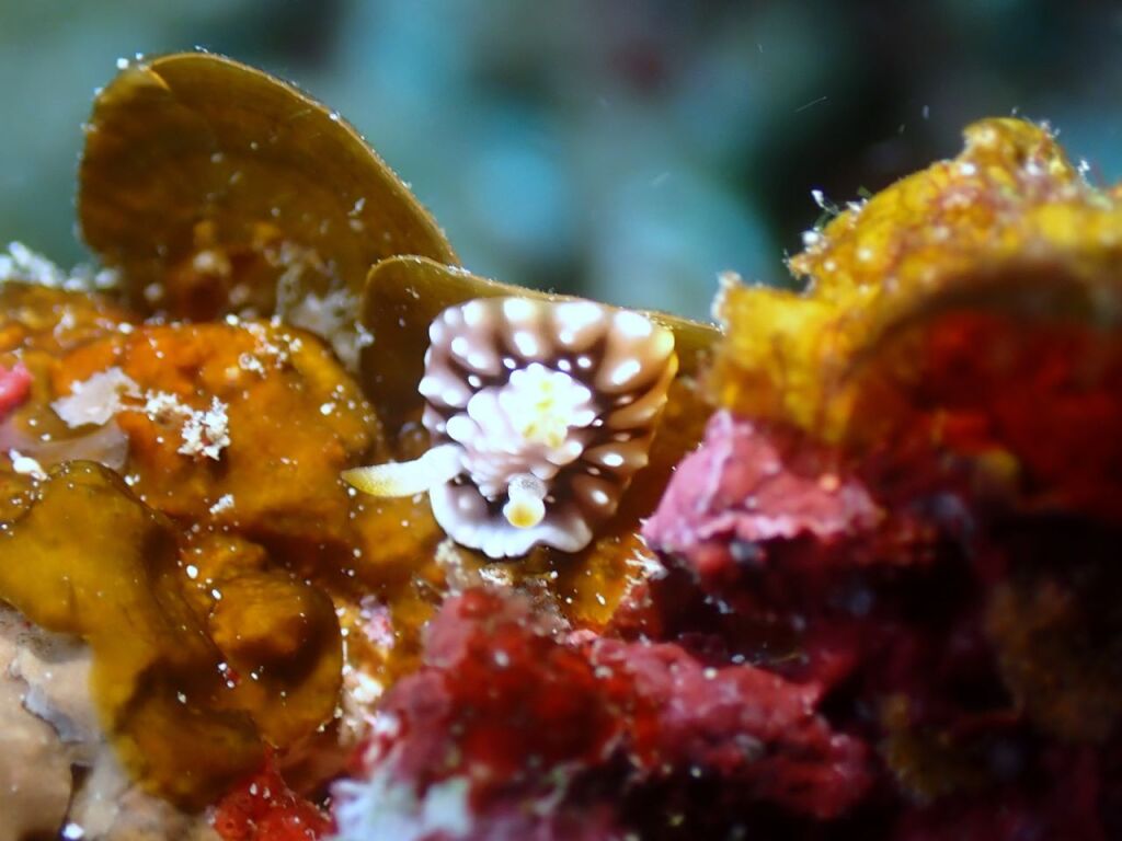 キカモヨウウミウシ