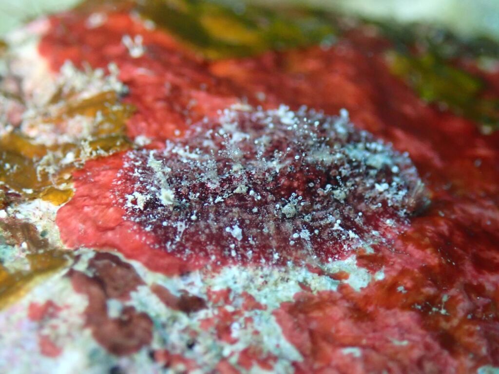 ドーリス科の何か