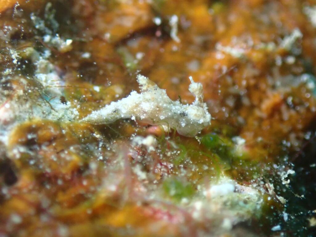 オウカンウミウシ