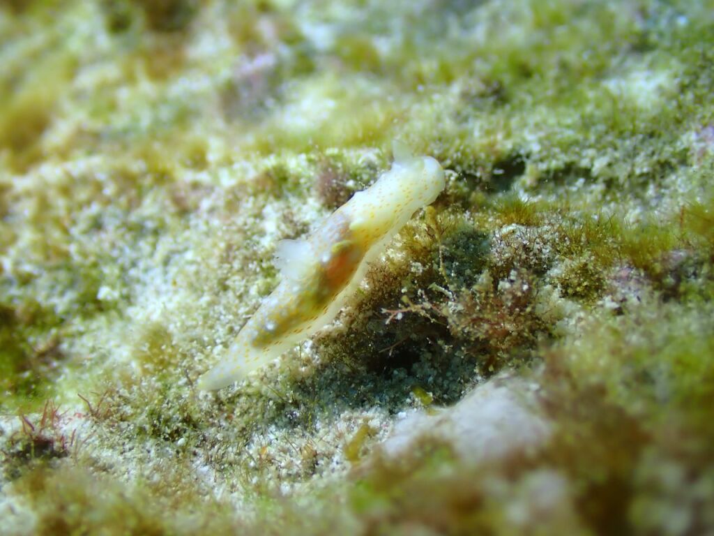 オキナワキヌハダウミウシ