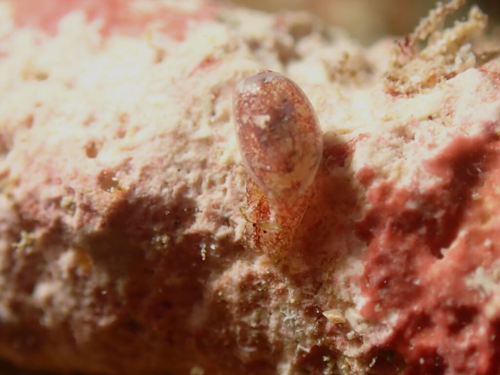 キバカイコガイ