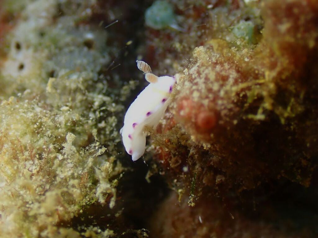 ヒメコモンウミウシ