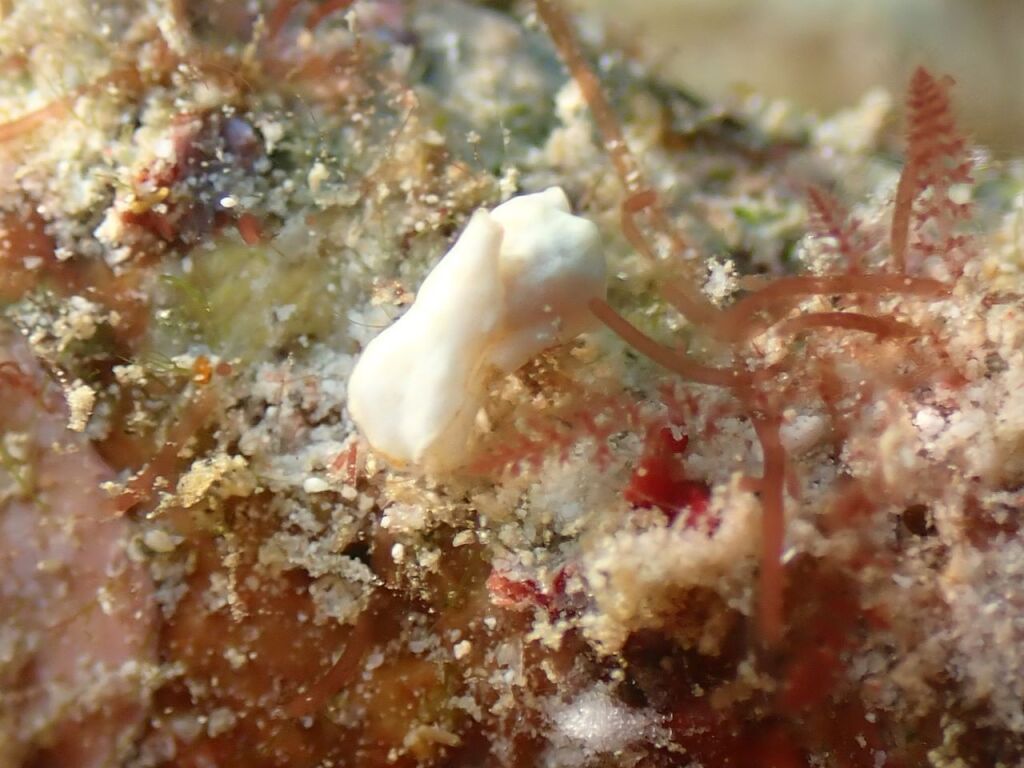 カンムリキセワタ