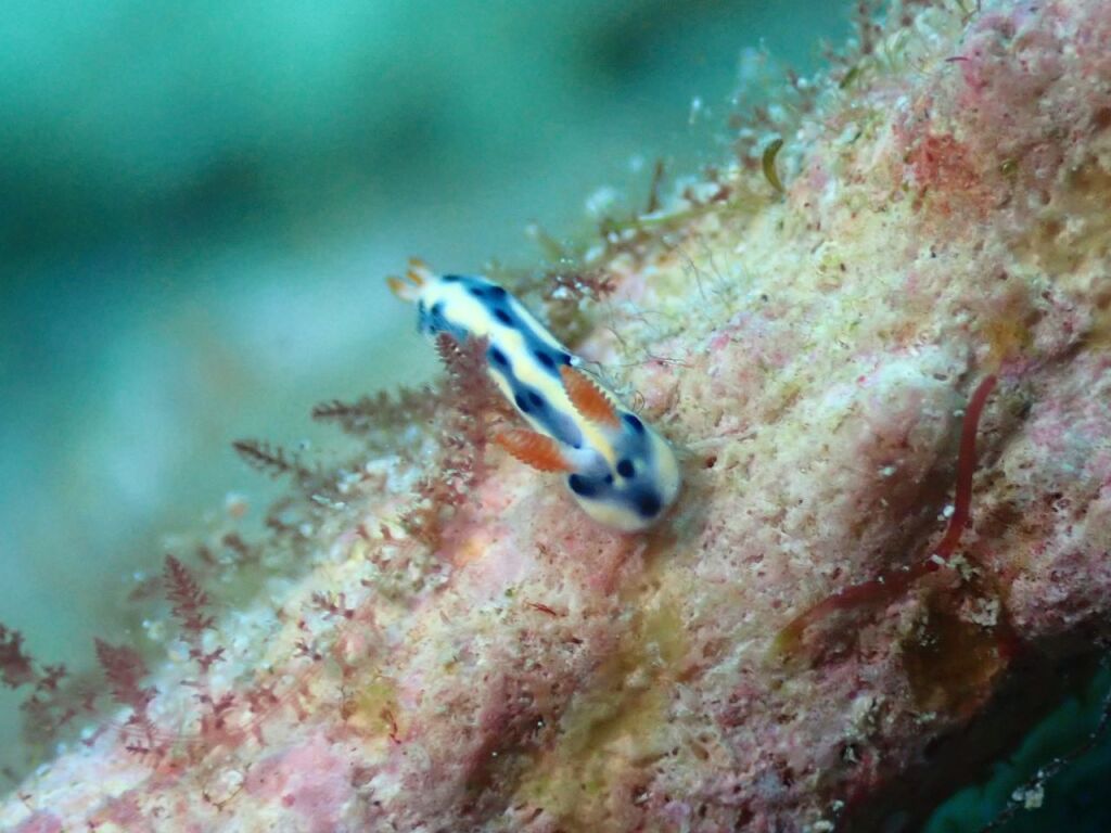 ホシゾラウミウシ