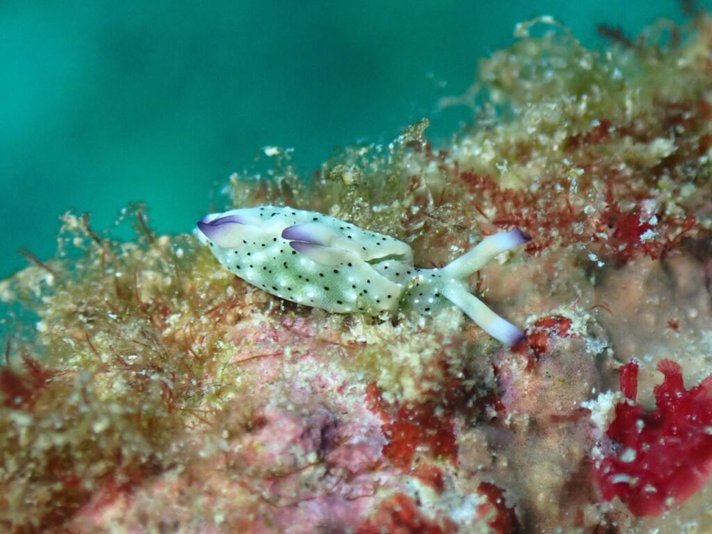 ツマムラサキミドリガイ