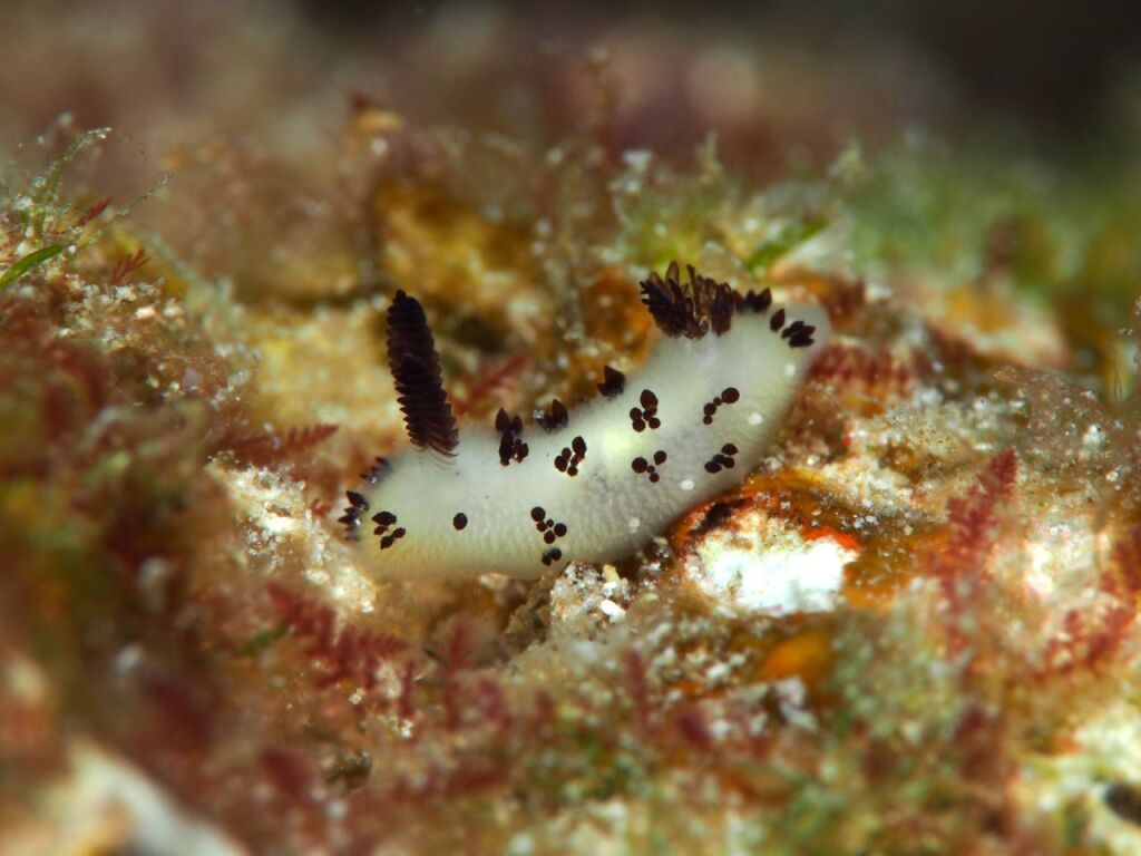 ゴマフビロードウミウシ