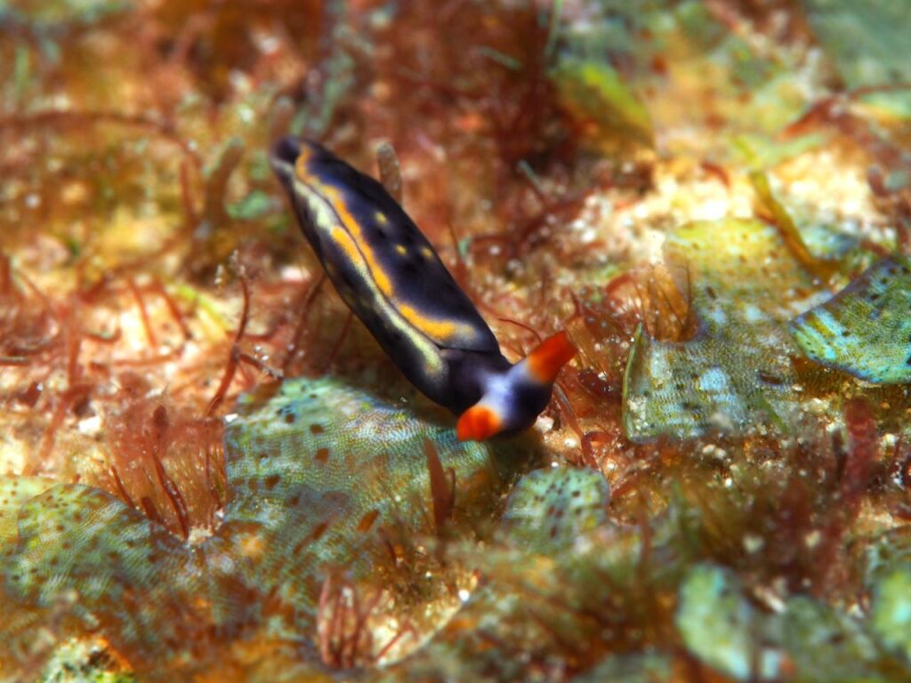 ヨゾラミドリガイ