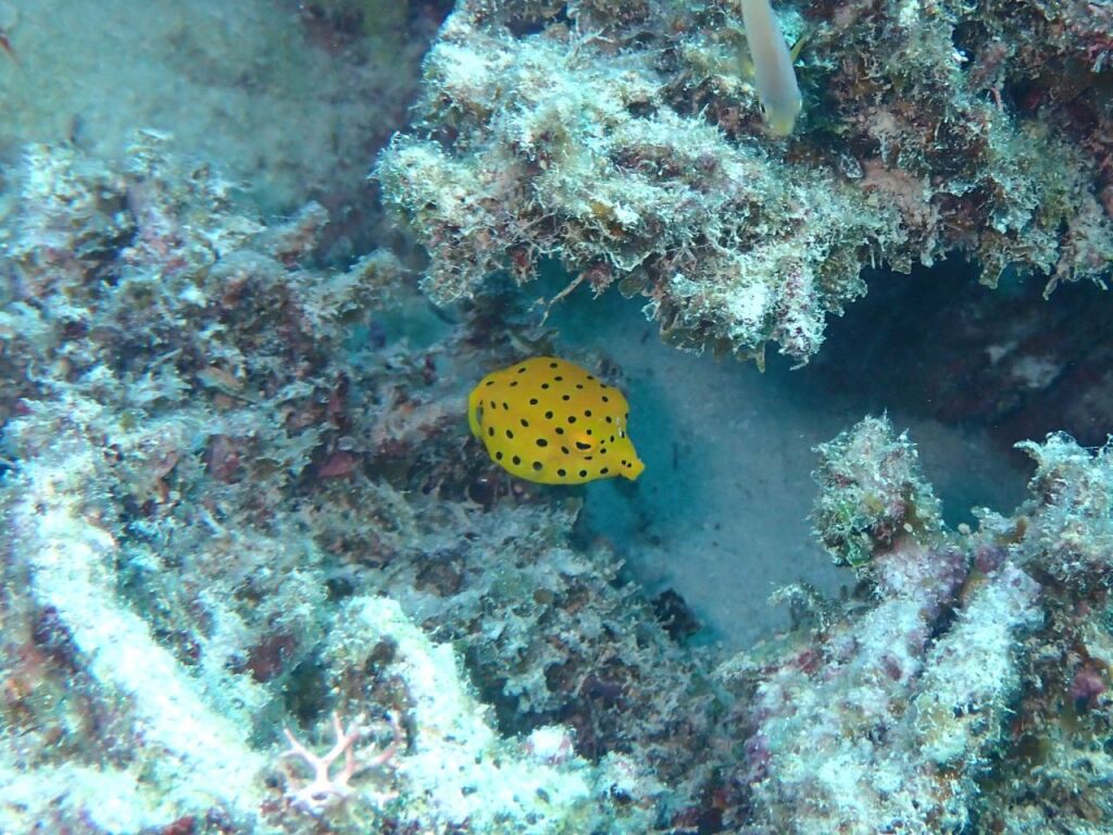 ミナミハコフグ