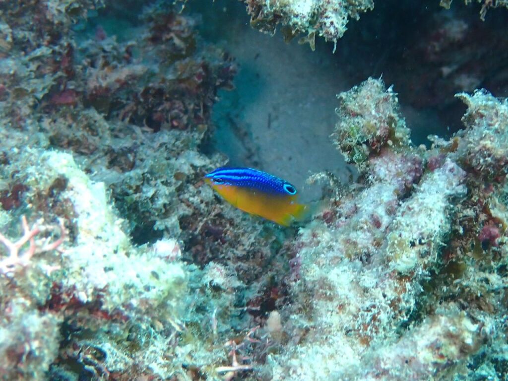 ソラスズメダイ属の一種　幼魚