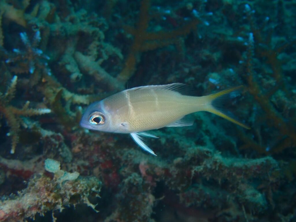 カグツチヨコシマクロダイ