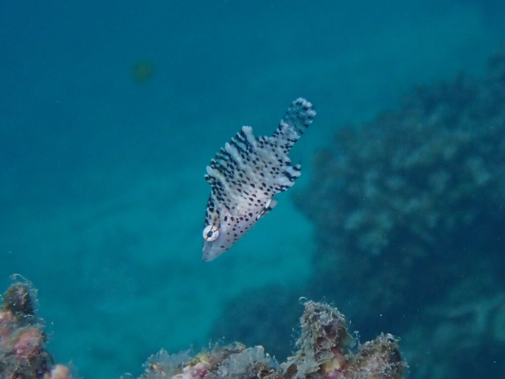 メガネモチノウオ幼魚