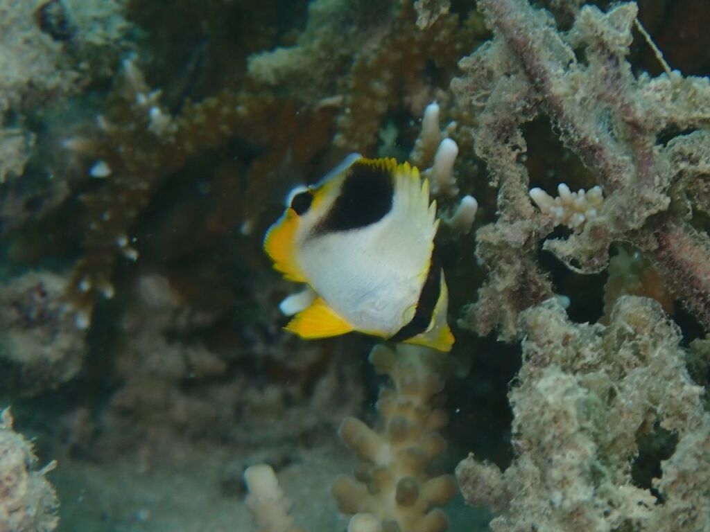 セグロチョウチョウウオ