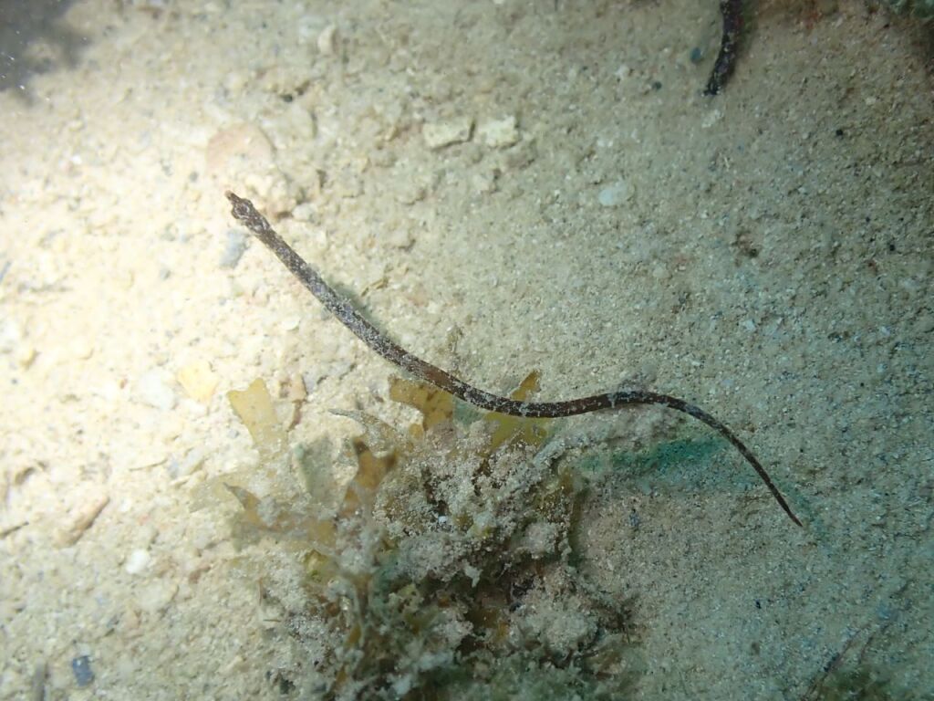 タトコツノハトコ