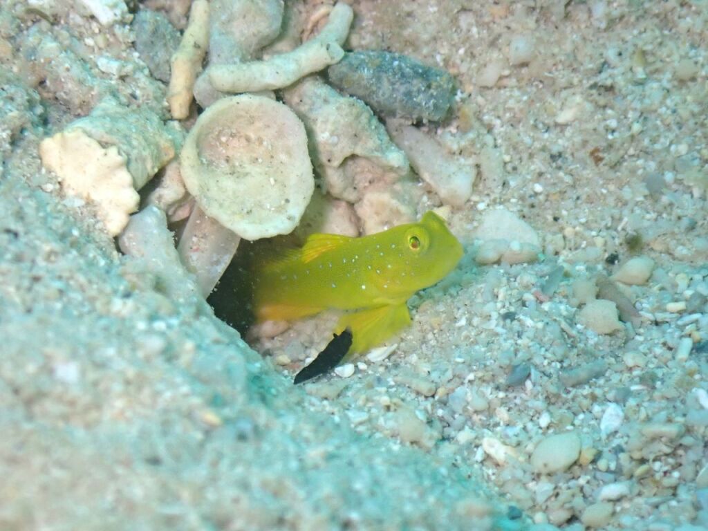 ギンガハゼとスミゾメキヌハダウミウシ