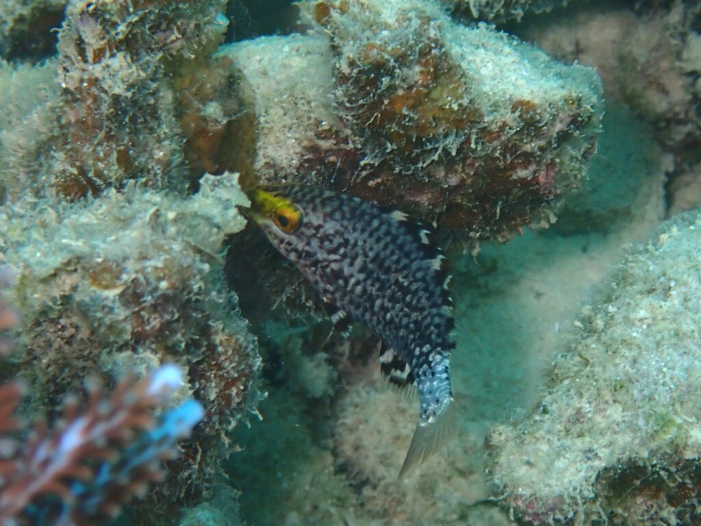 ニシキブダイ幼魚