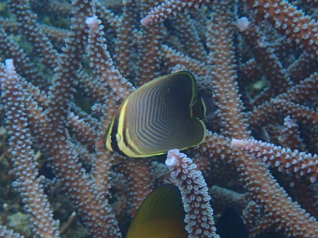 ミカドチョウチョウウオ幼魚