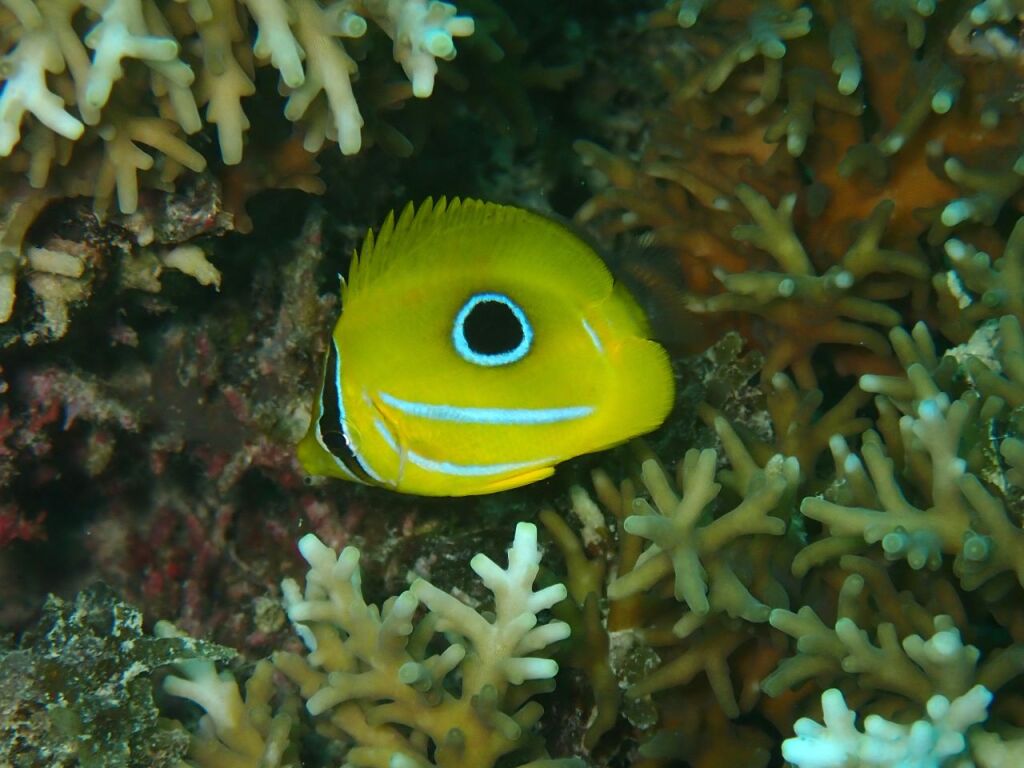 ウミヅキチョウチョウウオ幼魚