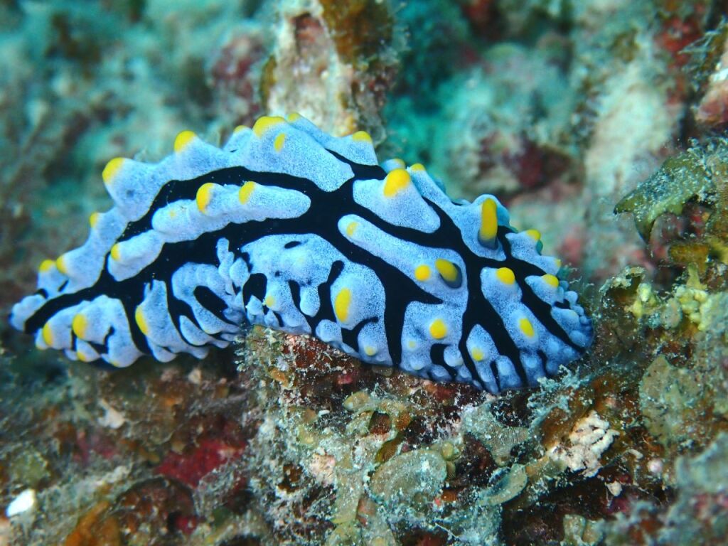 タテヒダイボウミウシ