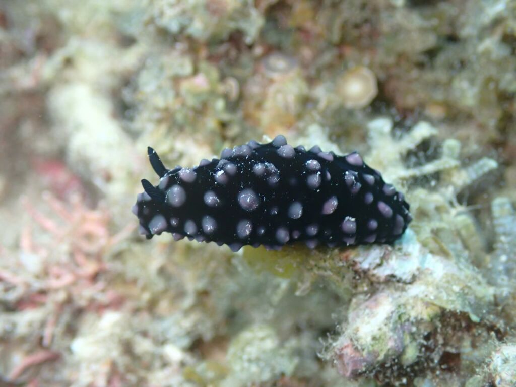 クロイボウミウシ