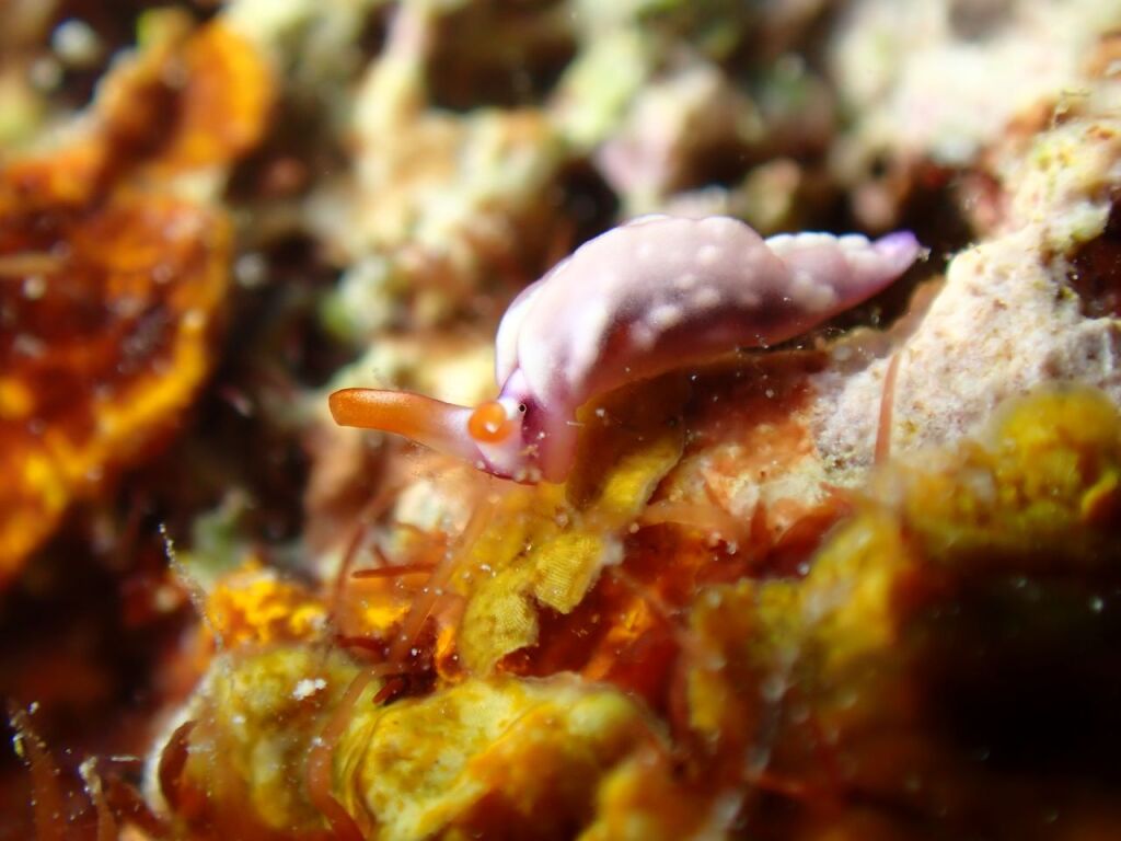 スィートジェリーミドリガイ