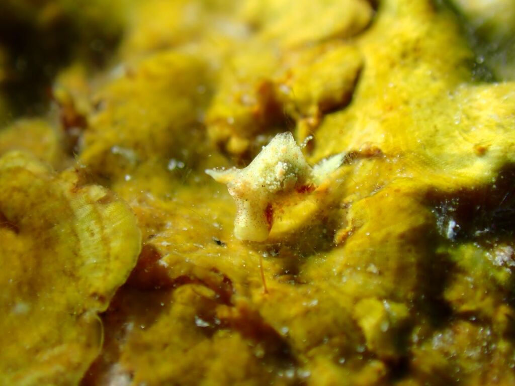 マメツブウミコチョウ