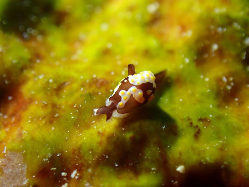 トンプソンアワツブガイ