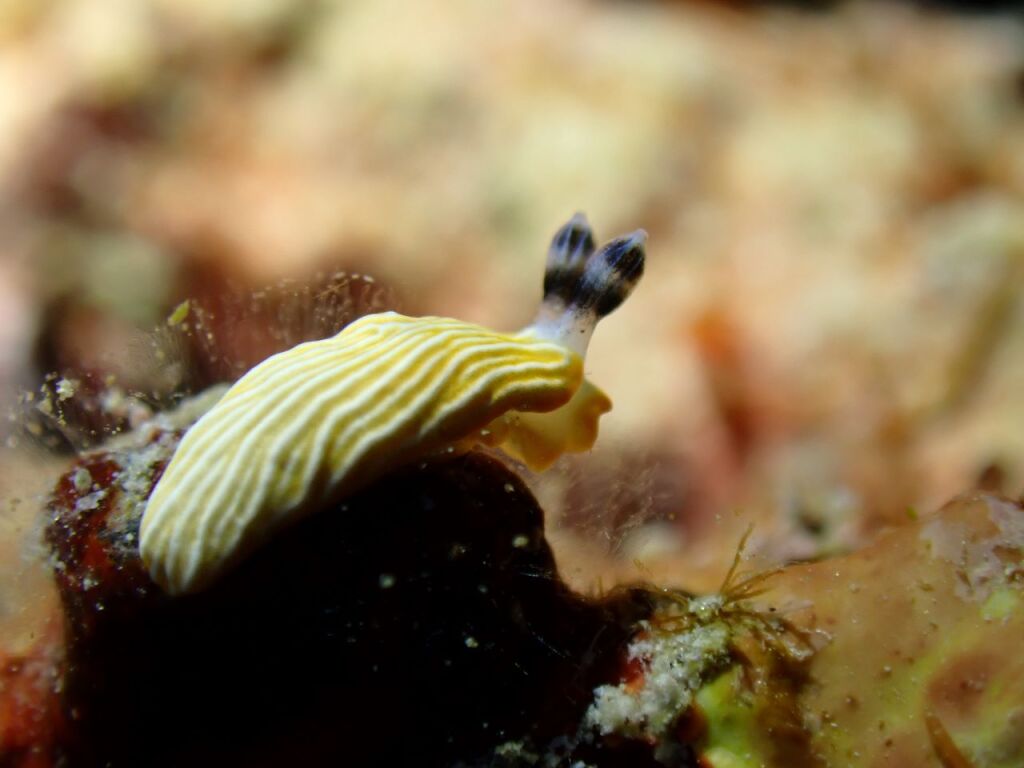 キシマオトメウミウシ