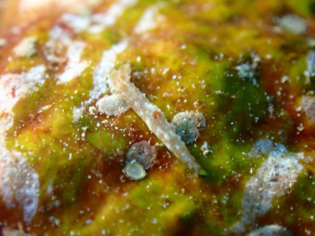 コナフキウミウシ