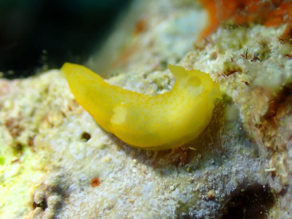 キヌハダウミウシ属の一種