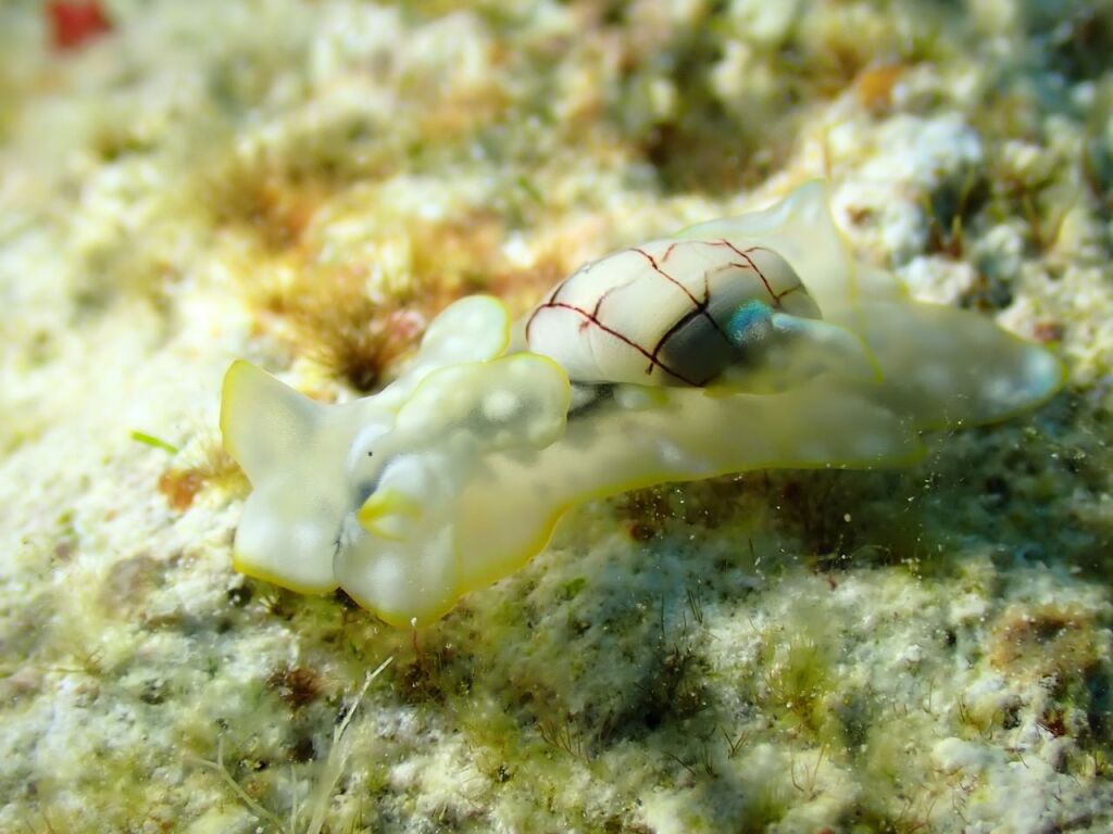 ワタユキシボリガイ